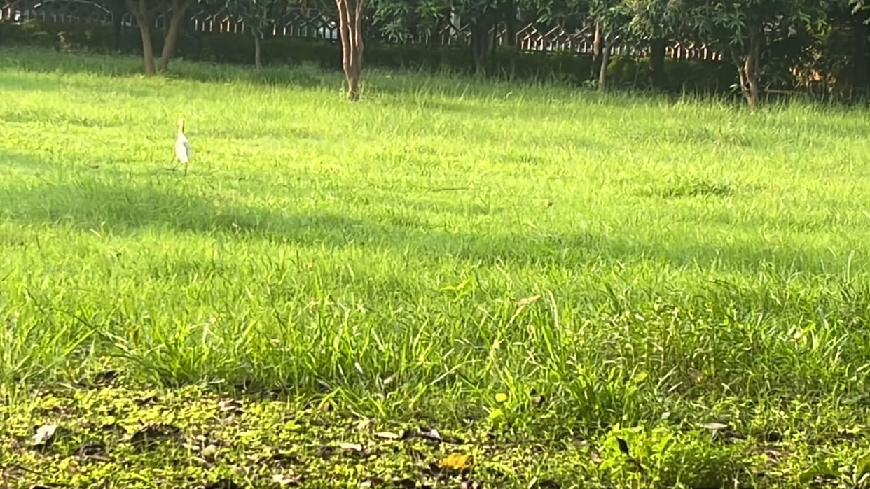Concerns regarding safety in parks due to snakes appearing amidst overgrown grass.