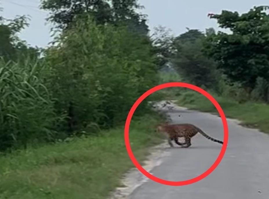 हापुड़ के गांव में तेंदुए और शावकों की दहशत