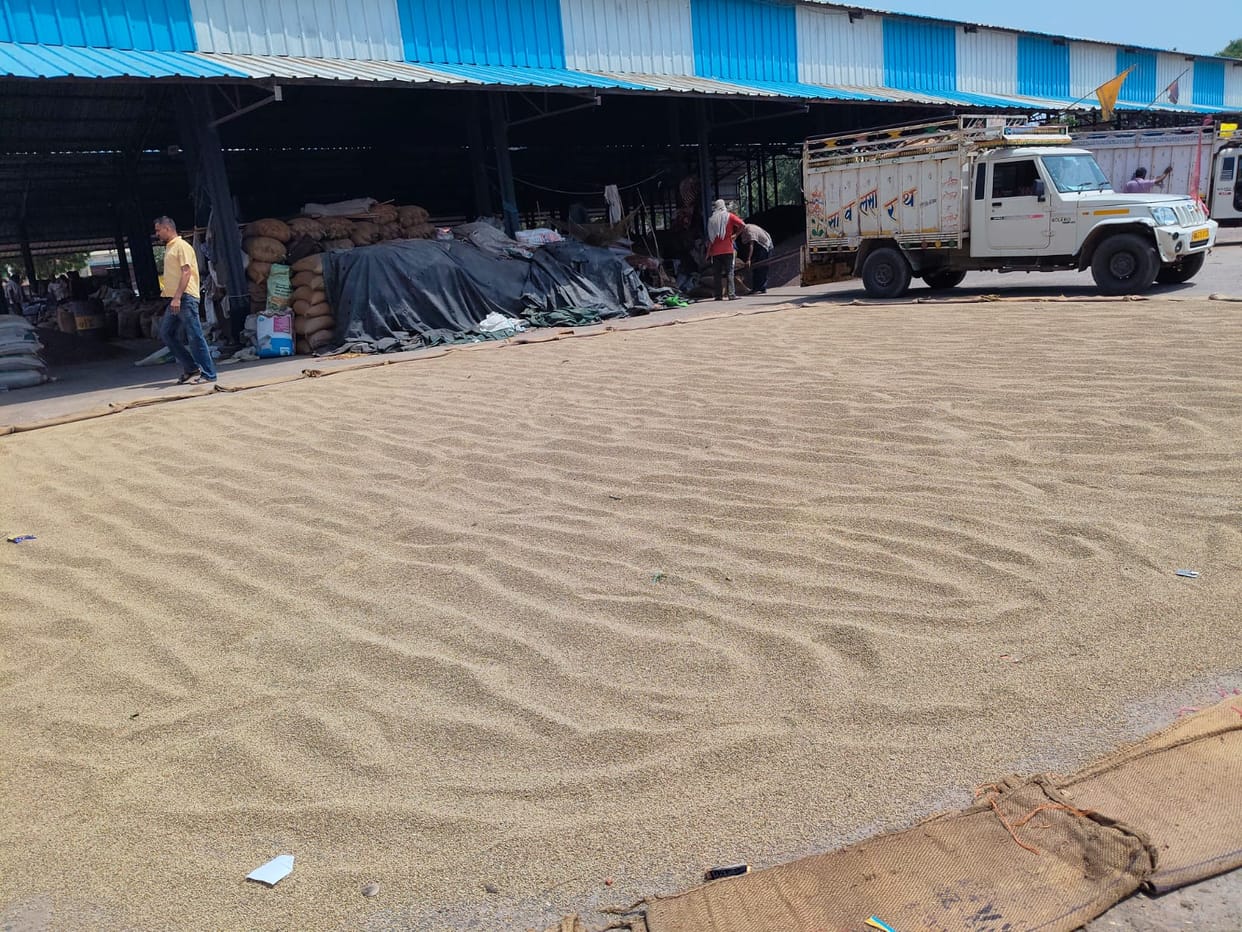 Arrival of pearl millet begins at the grain market.