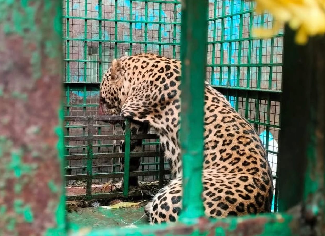 Seven-year-old leopard caged in Gokulpur