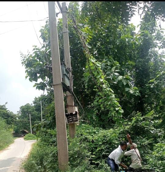 Electricity department woke up, removed creepers from wire poles