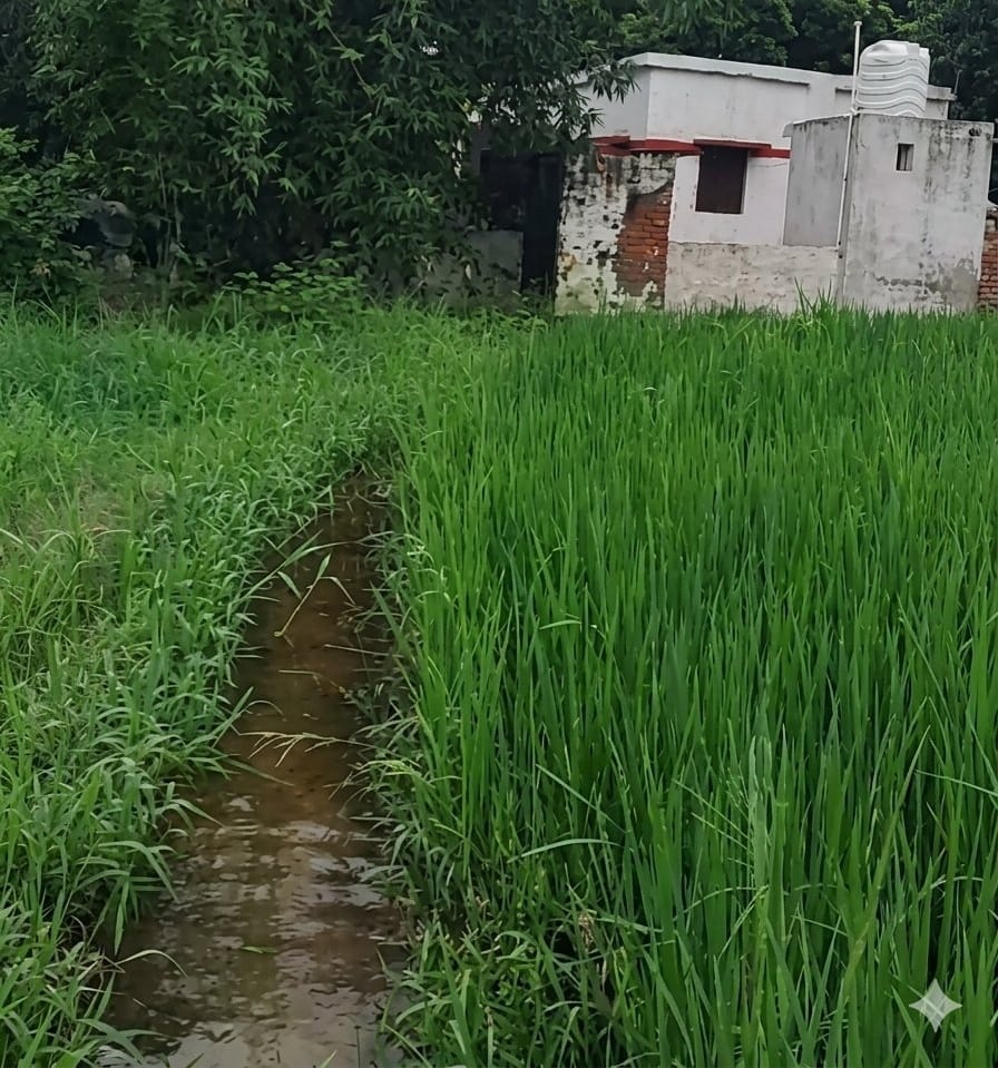 The school building was constructed, but the road was not; for 22 years, children have been reaching the school via a dirt path.