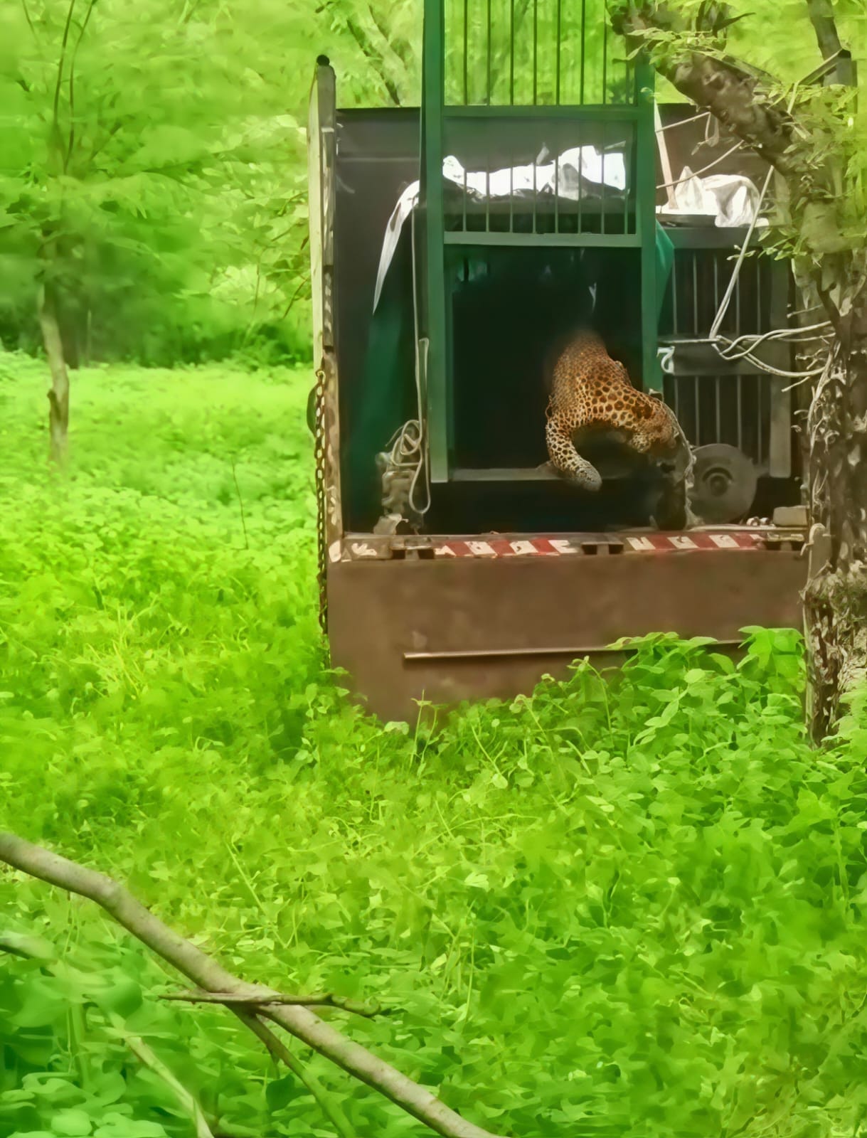 Two more leopards arrive at Ranipur Tiger Reserve; population reaches 92