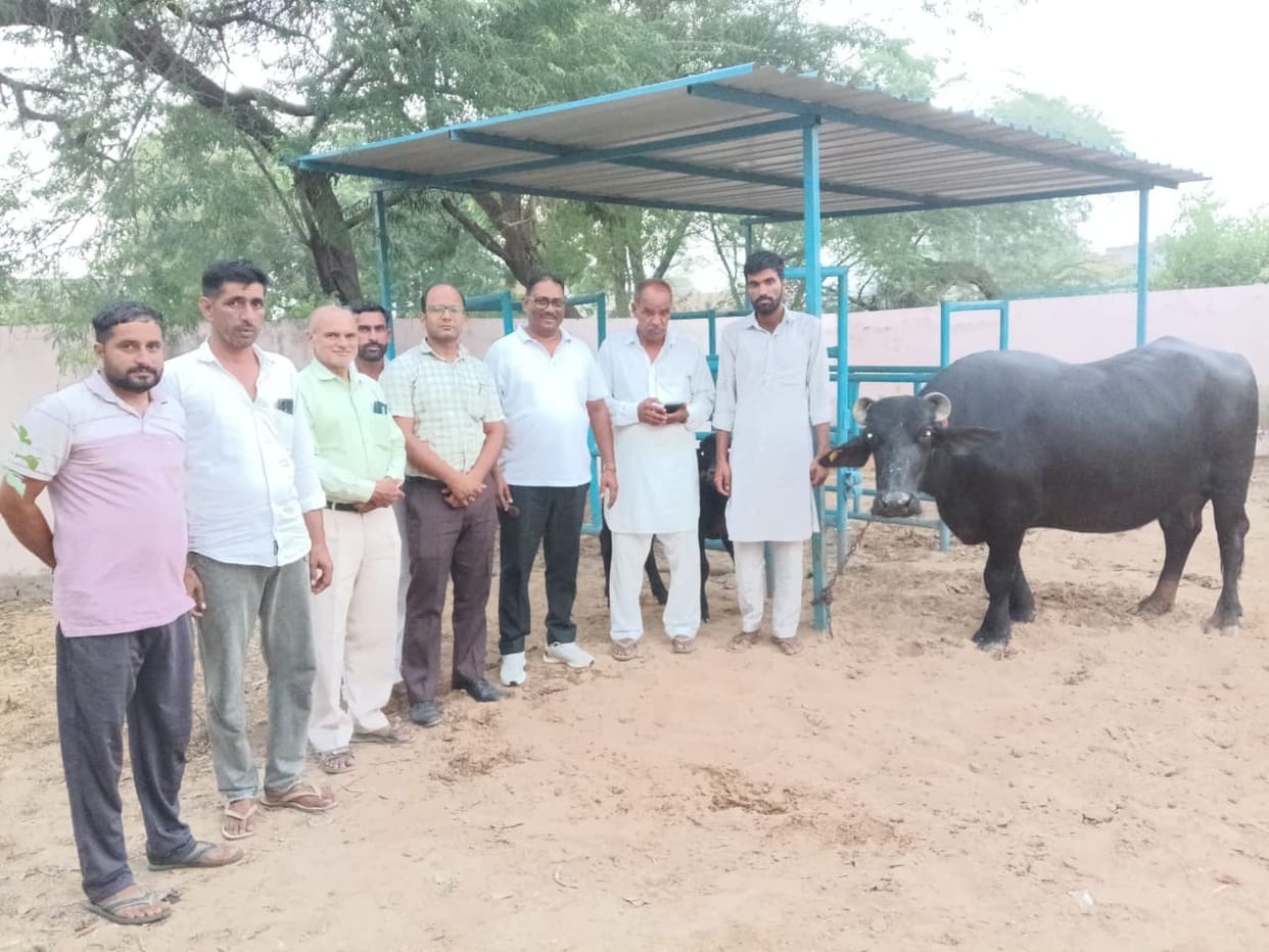 In Makhosarani, a buffalo gave 19.67 liters of milk, HLDB team checked the production