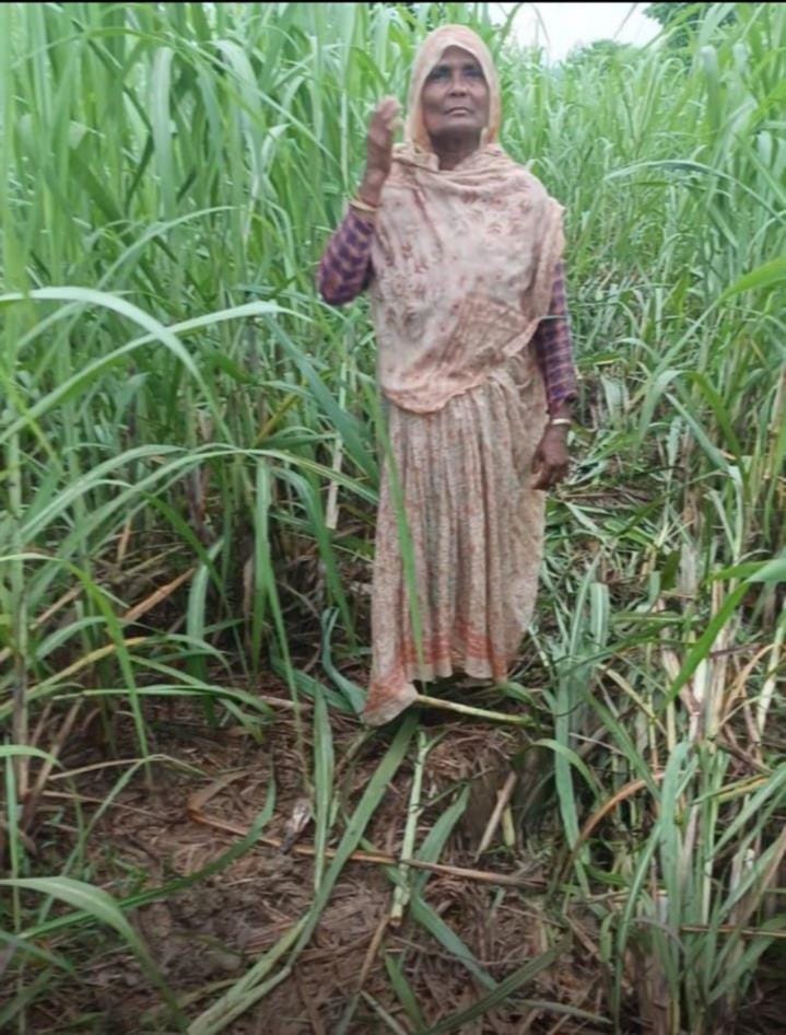Elephants trampled seven bighas of paddy and sugarcane crops