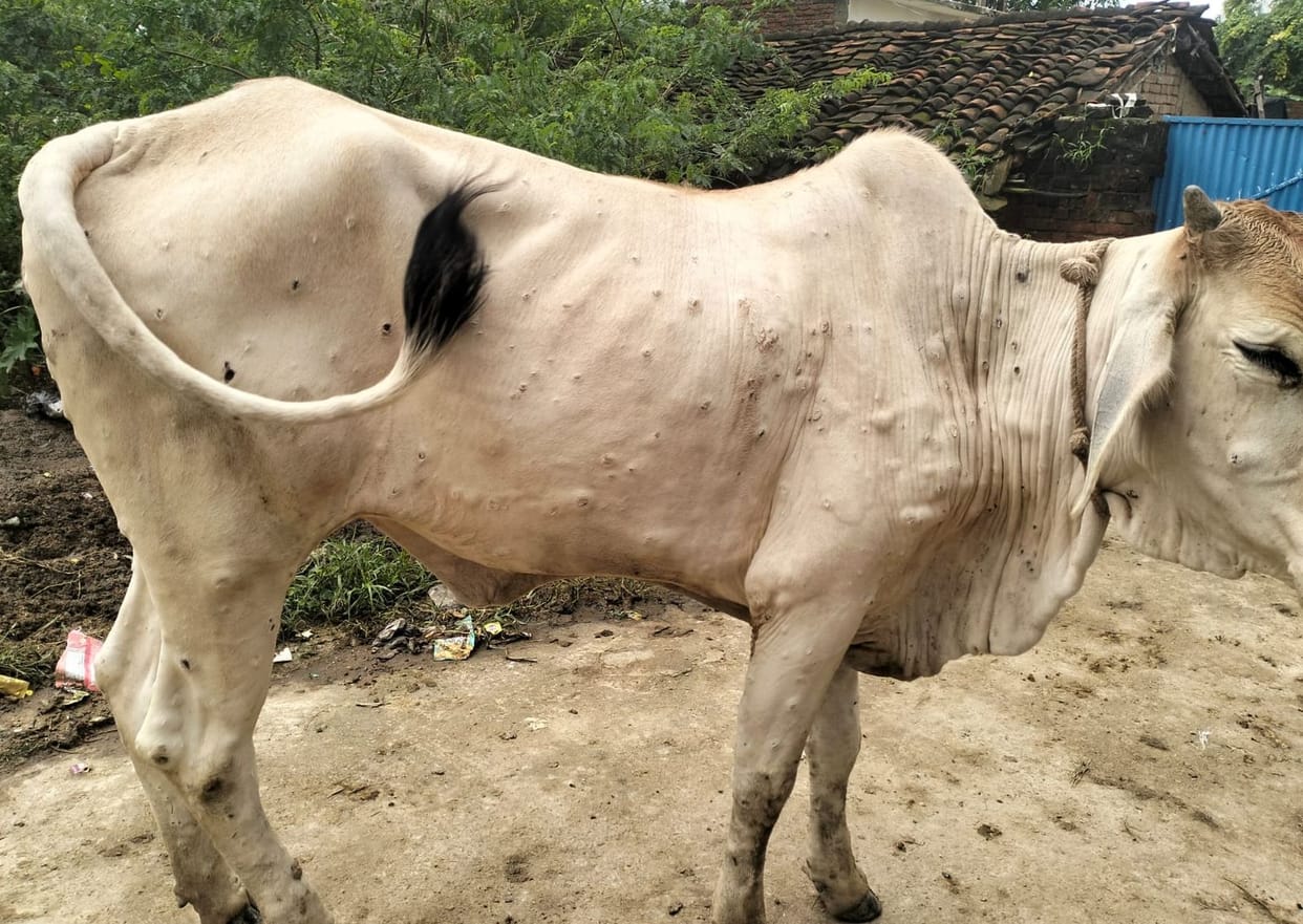 Cattle falling prey to Lumpy virus; three dead.