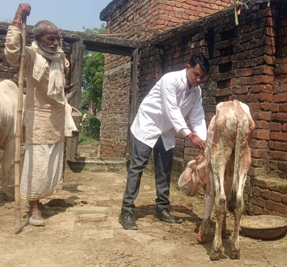 Vaccination of animals infected with Lumpy virus begins