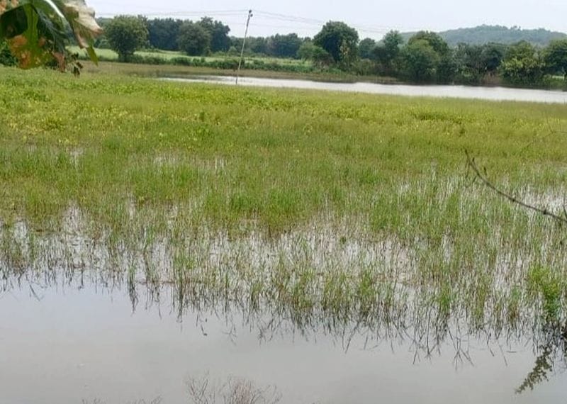 Waterlogged fields... crops across more than two lakh hectares destroyed.