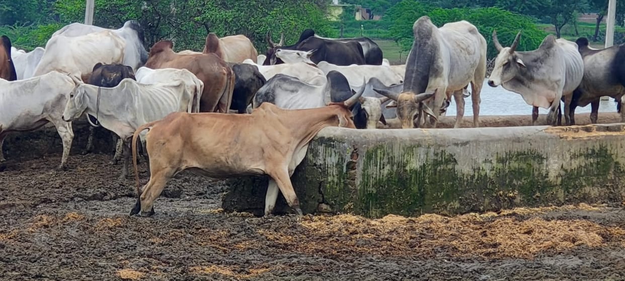 Cattle stuck in the marsh at Jari and Arjunah Gaushalas.