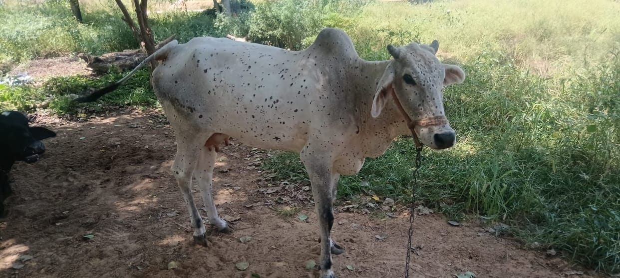 Missed vaccination leads to treatment elsewhere... Two more animals die of Lumpy.