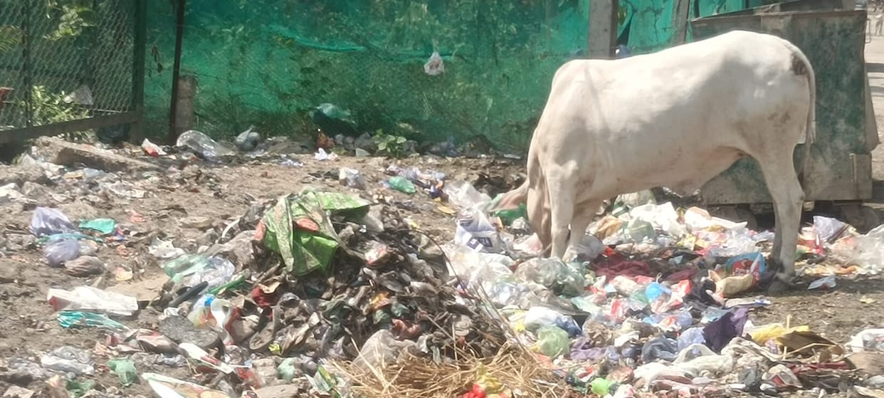 Cattle are searching for food on garbage heaps, sanitation system is in bad shape.