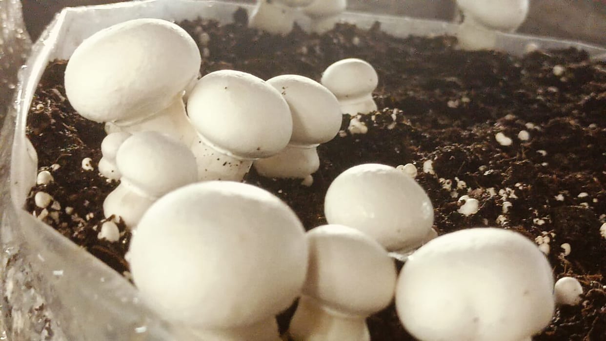 Moved away from traditional farming to make mushroom cultivation a source of income; earning lakhs annually.