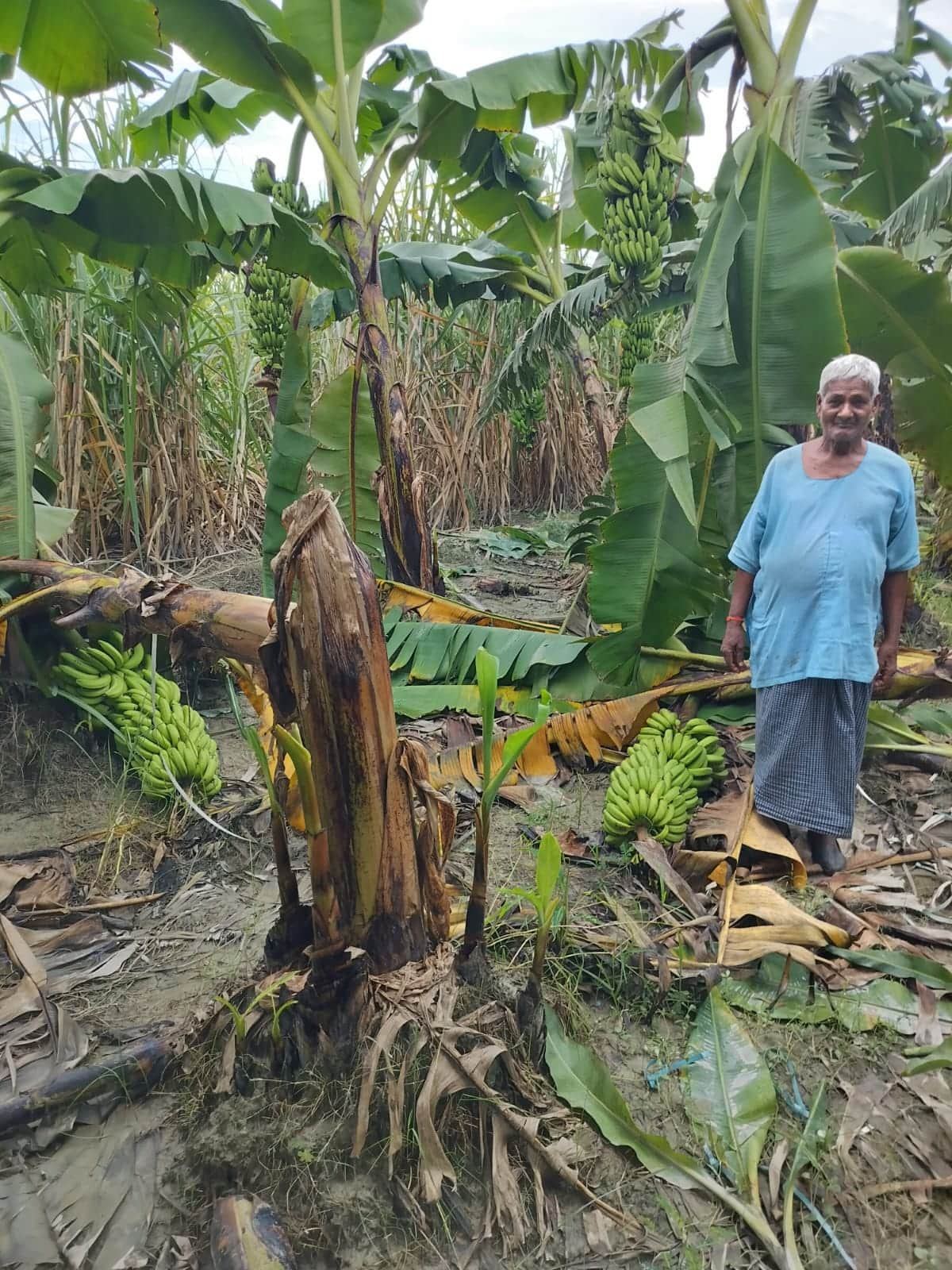 Bananas hit by floods, middlemen attack prices