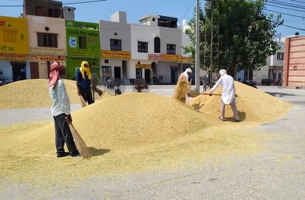 नई अनाजमंडी में धान की सफाई करते श्रमिक। संवाद