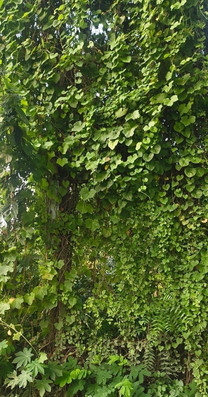 The transformer has been lying in the bushes for eight years.