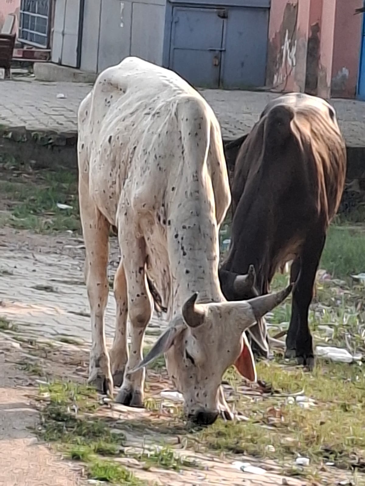 Lumpy symptoms found in animals roaming city streets; the department fails to spot the disease