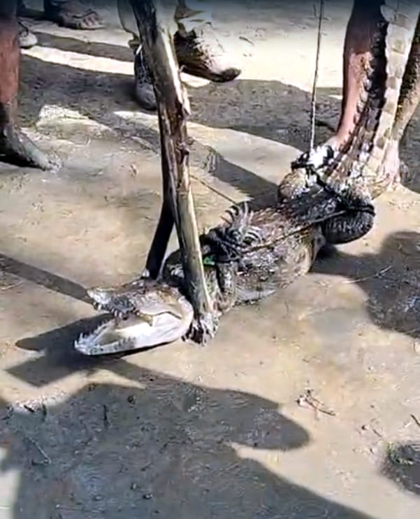 Crocodile scare ends in Mukundipura; Forest Department captures it.