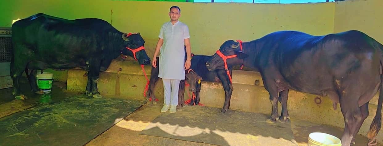 Satish's buffalo set a record by yielding
