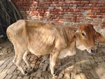 Pro-Vax, the first vaccine for Lumpy disease, remains effective for over year in Hisar