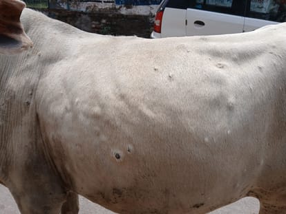 गाय में लंपी जैसे लक्षण। संवाद