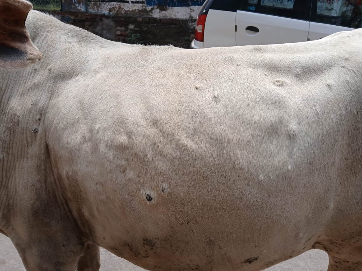 Survey reveals... 30 animals died in a month; all showed Lumpy-like symptoms.
