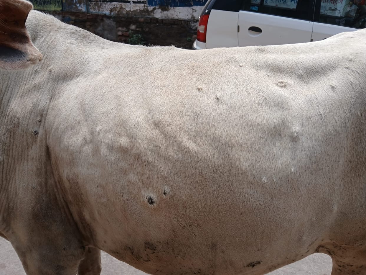 Survey reveals... 30 animals died in a month; all showed Lumpy-like symptoms.