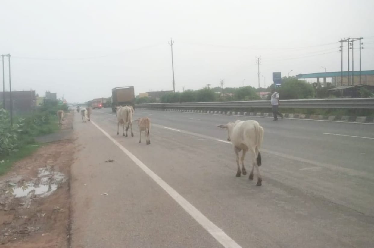 Ban imposed on the protection of stray cattle roaming the streets.