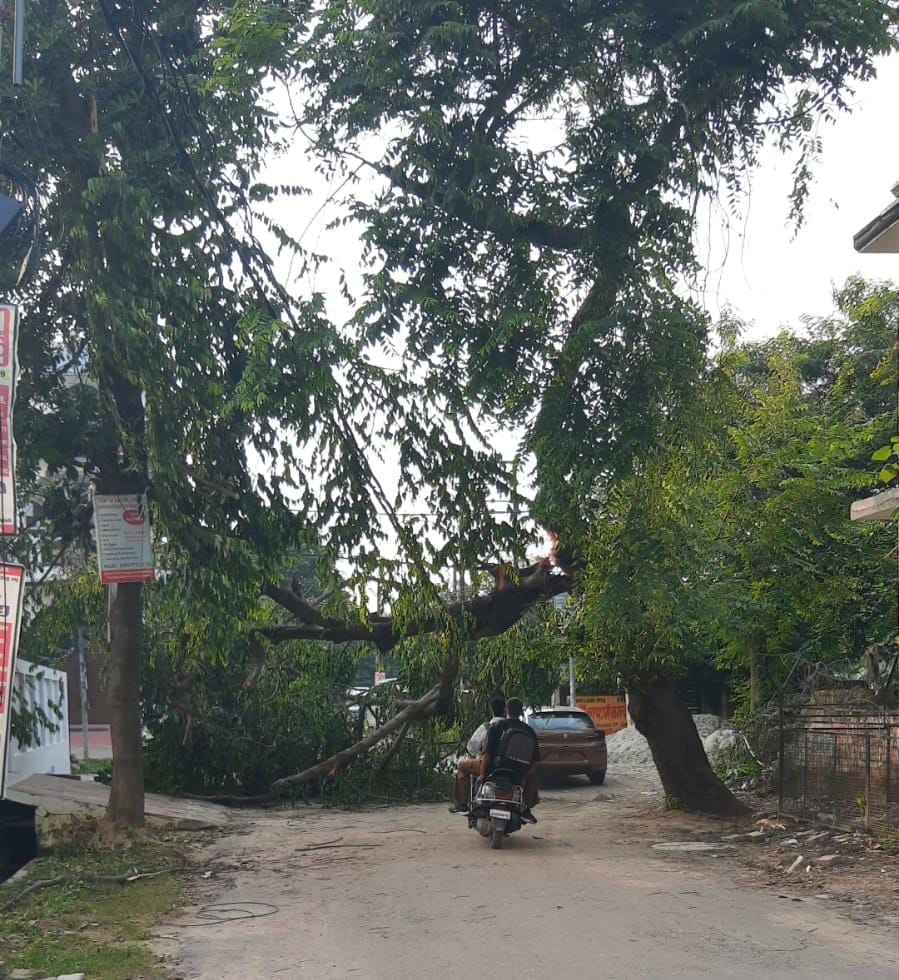 Tree falls in Ismailganj; removed after 20 hours.