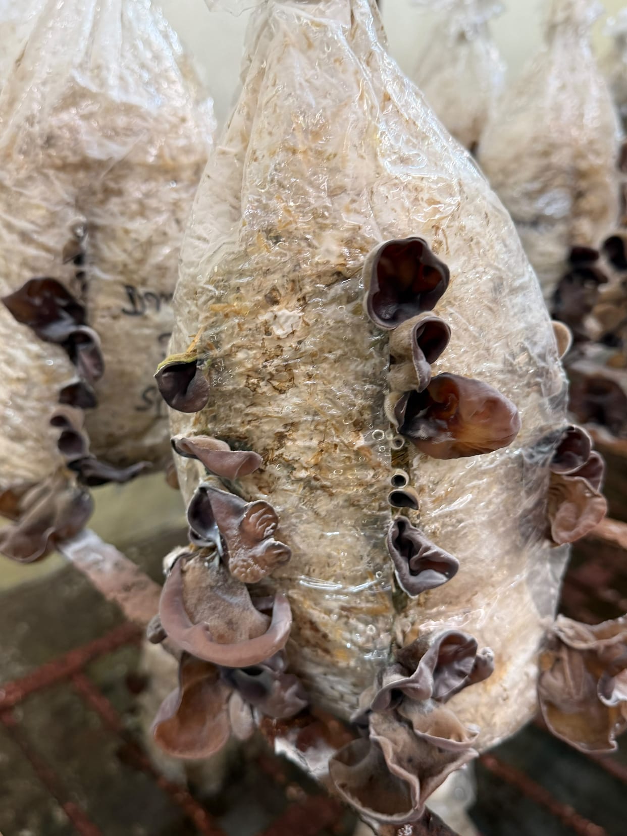 The black ear mushroom can provide relief from high blood pressure and piles.