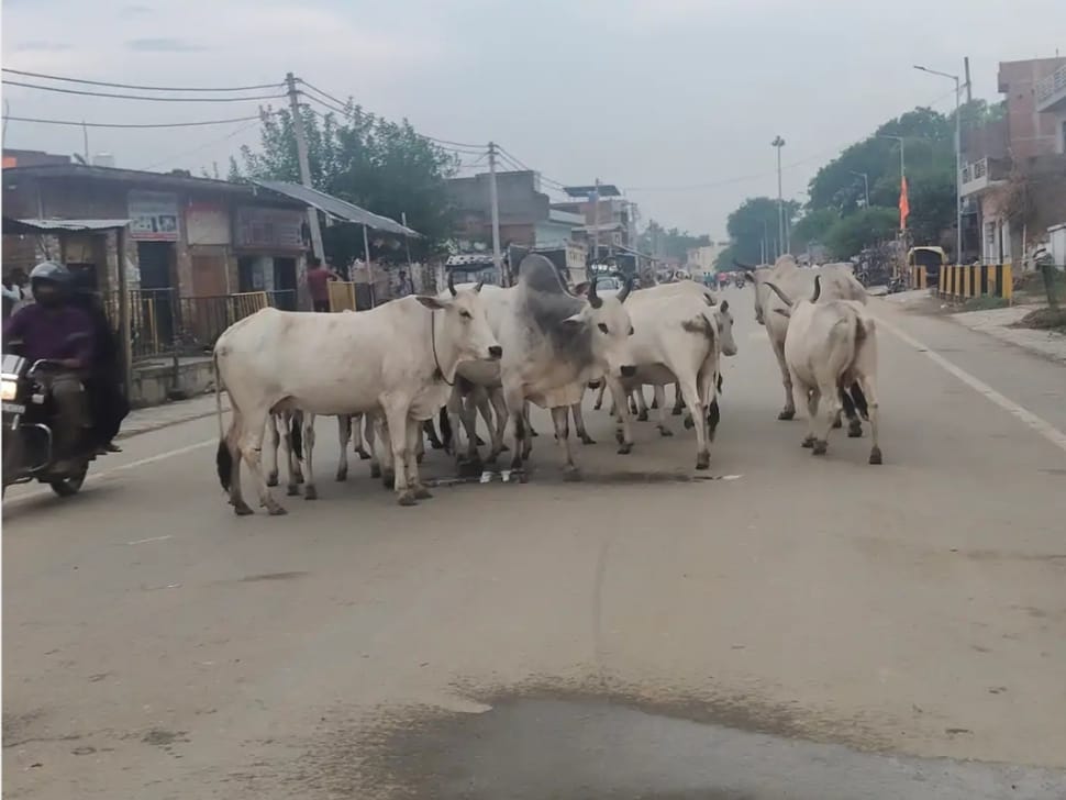 Stray cattle roaming fields and villages despite the existence of cow shelters.