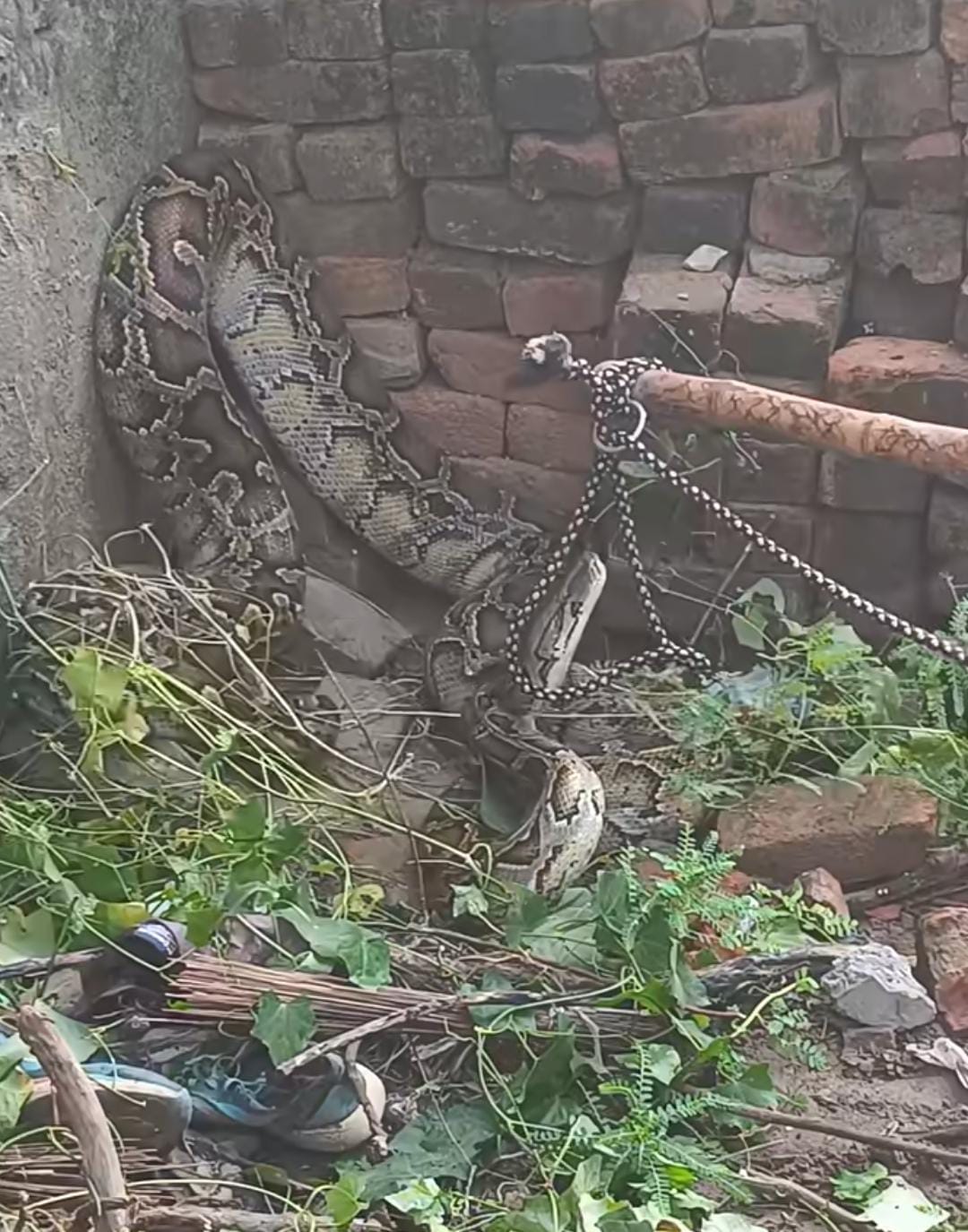 A huge python reached the courtyard of the house.