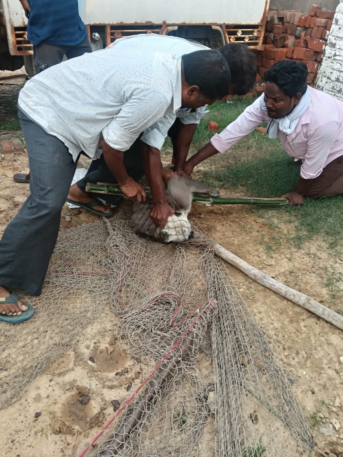 Rampaging langur caught in Risiya
