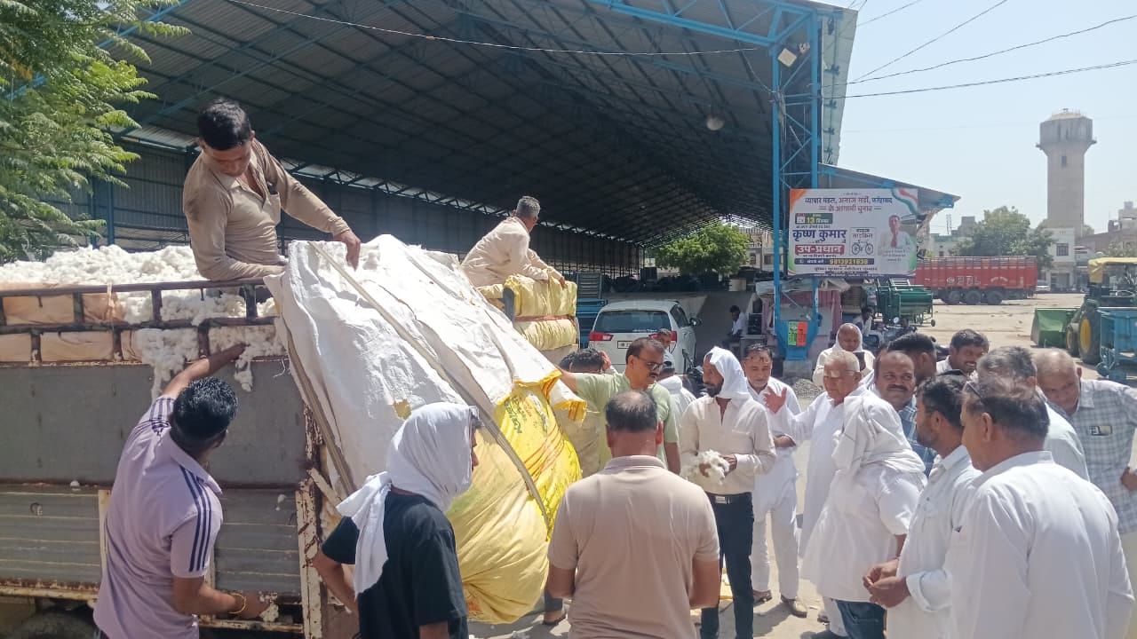 शहर की पुरानी अनाज मंडी में नरमा की खरीद करते व्यापारी। संवाद