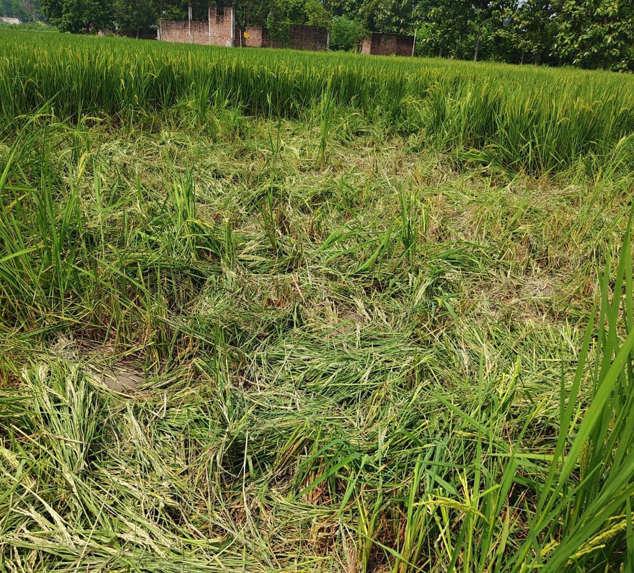 Elephants enter fields, trample crops of eight farmers.