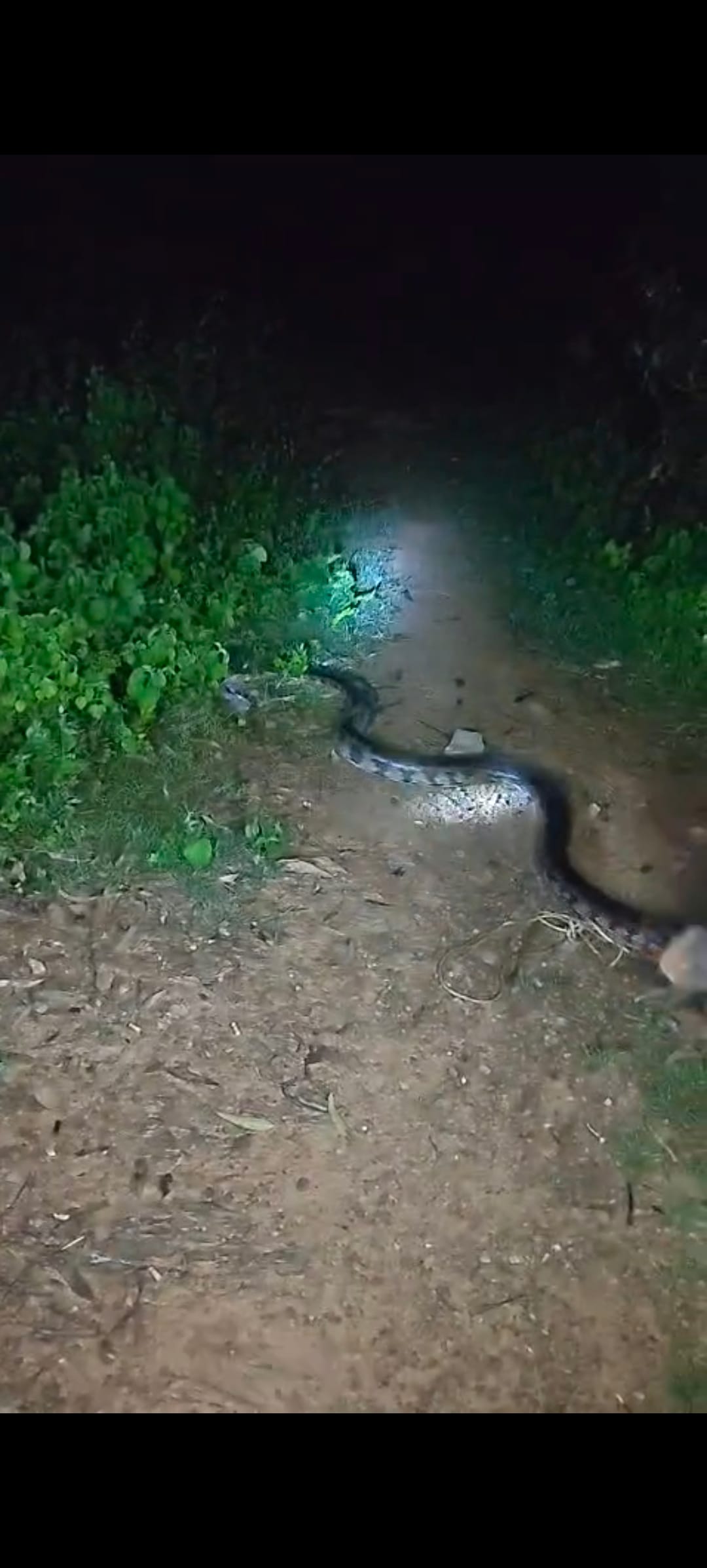 15-foot-long python spotted in Bidar village.
