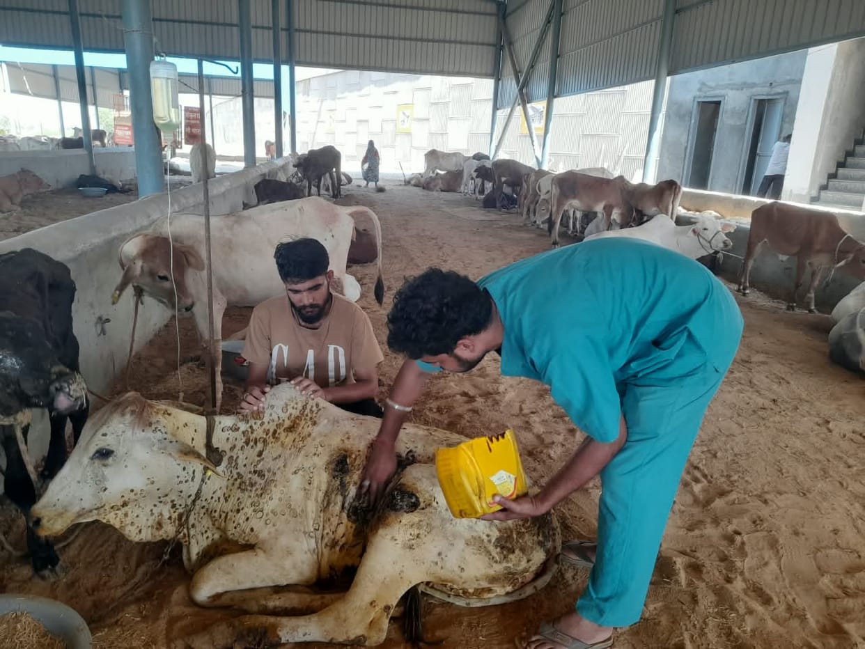 Animals with lumpy symptoms sent to Bhiwani, department rejected the case in the district