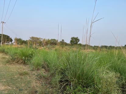 फोटो :: सोनीपत के गांव नाहरी में स्थिति भूमि जहां इंडोर स्टेडियम का निर्माण किया जाएगा। स्रोत 
