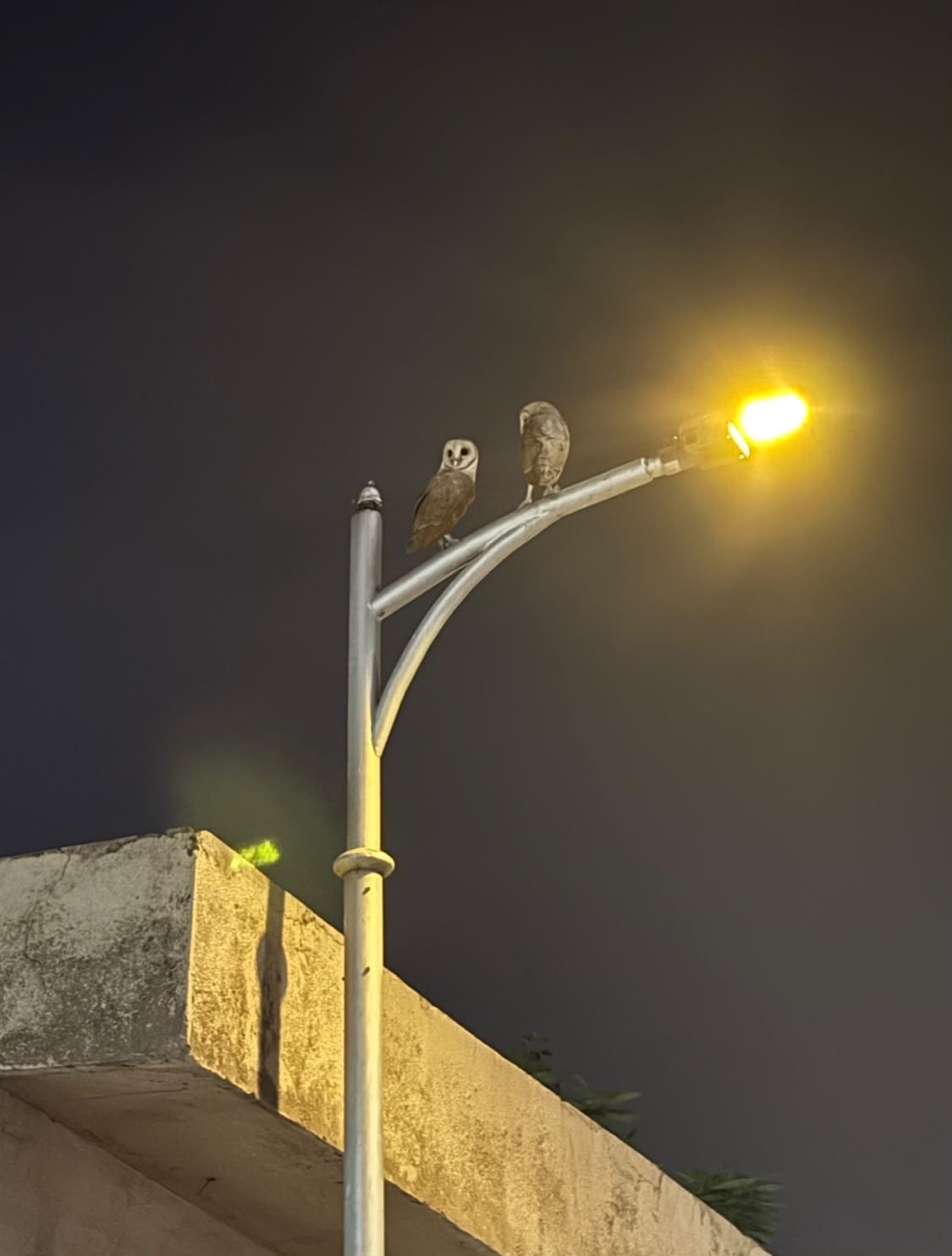 Resident injured in owl attack; sustains head injury.