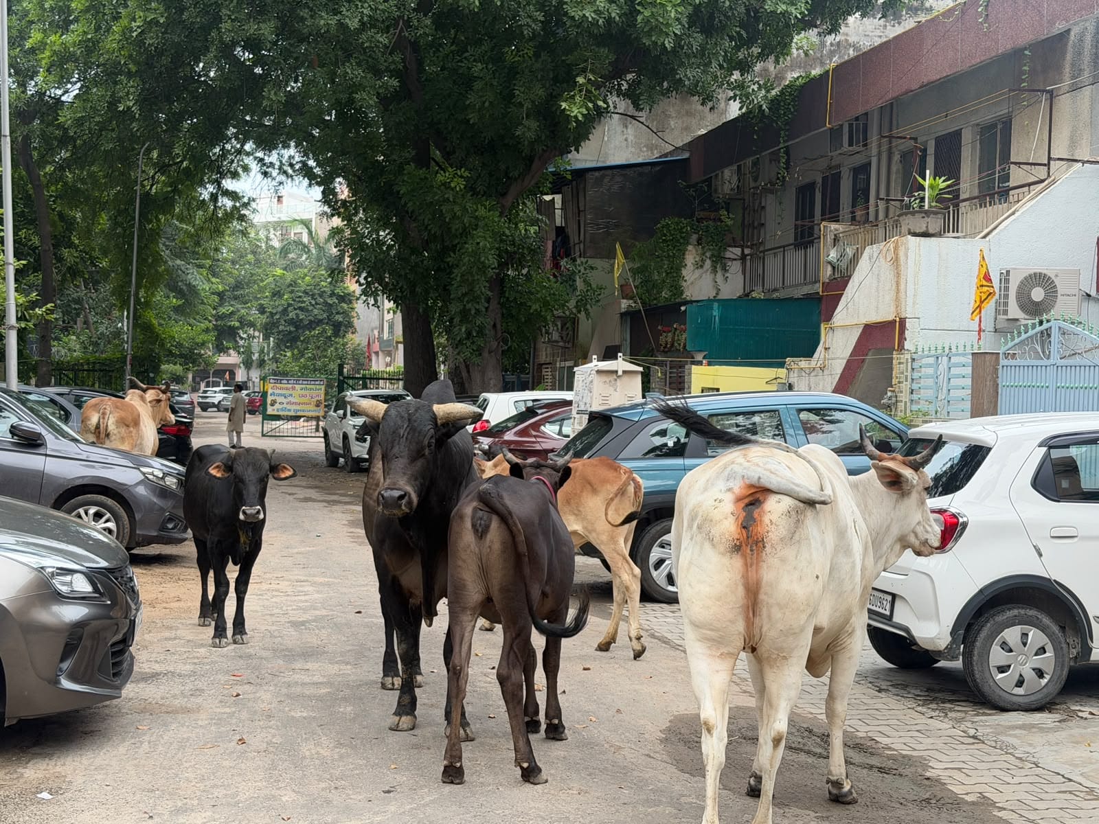 ग्रेटर नोएडा के सेक्टर बीटा-1 में घूमते लावारिस गौवंश। स्रोत निवासी