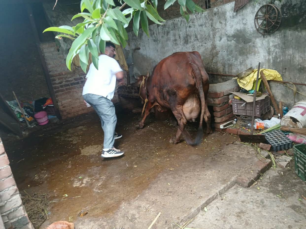 Samples from two cows at Rambagh Gaoshala sent to LUVAS for testing.