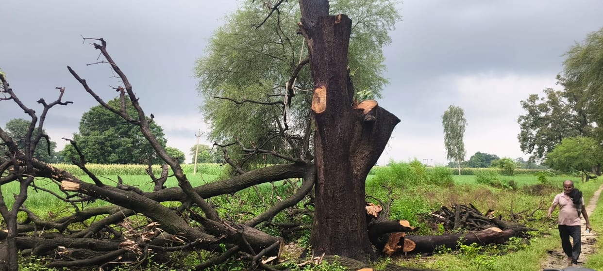 Saws are cutting down protected trees in the villages of the ravines.