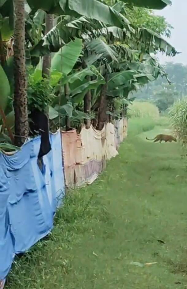 A leopard appeared in front of a young man going to the field to collect fodder