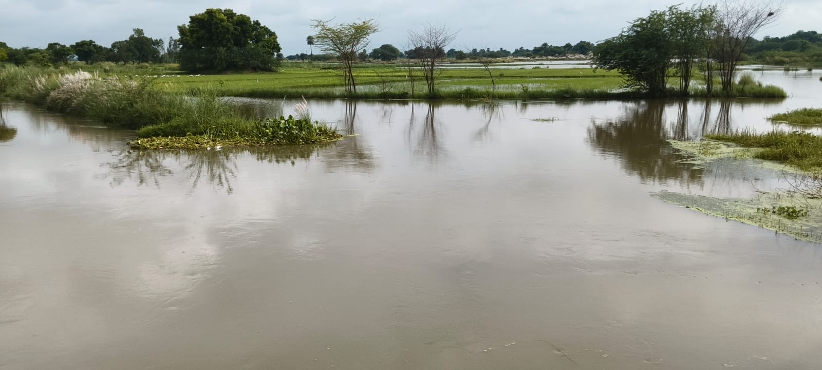 पांडु नदी का जलस्तर घटने के बाद भी खेतों में जलभराव का नजारा। संवाद