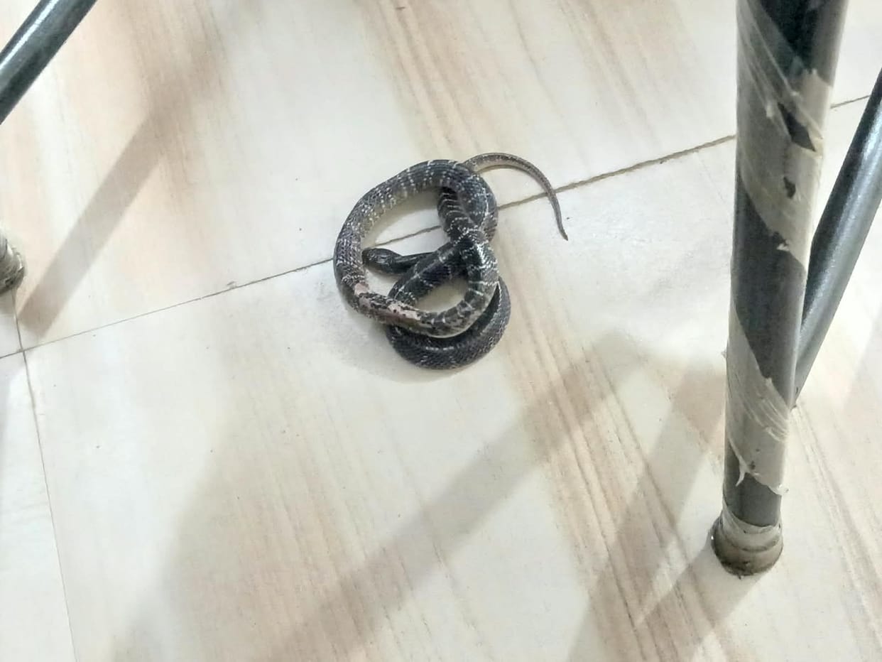 Venomous snake enters library; panic ensues among students.