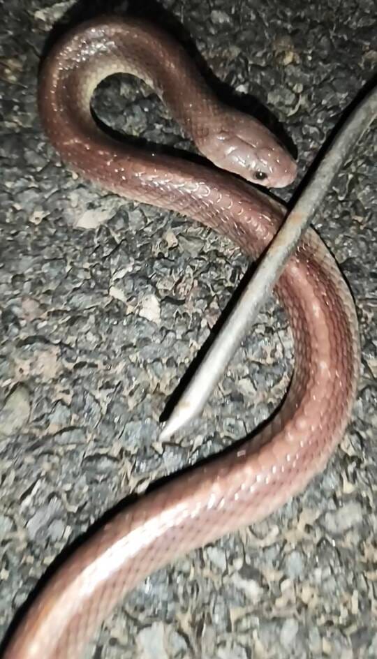 For the first time, the striped common krait was seen in Dudhwa