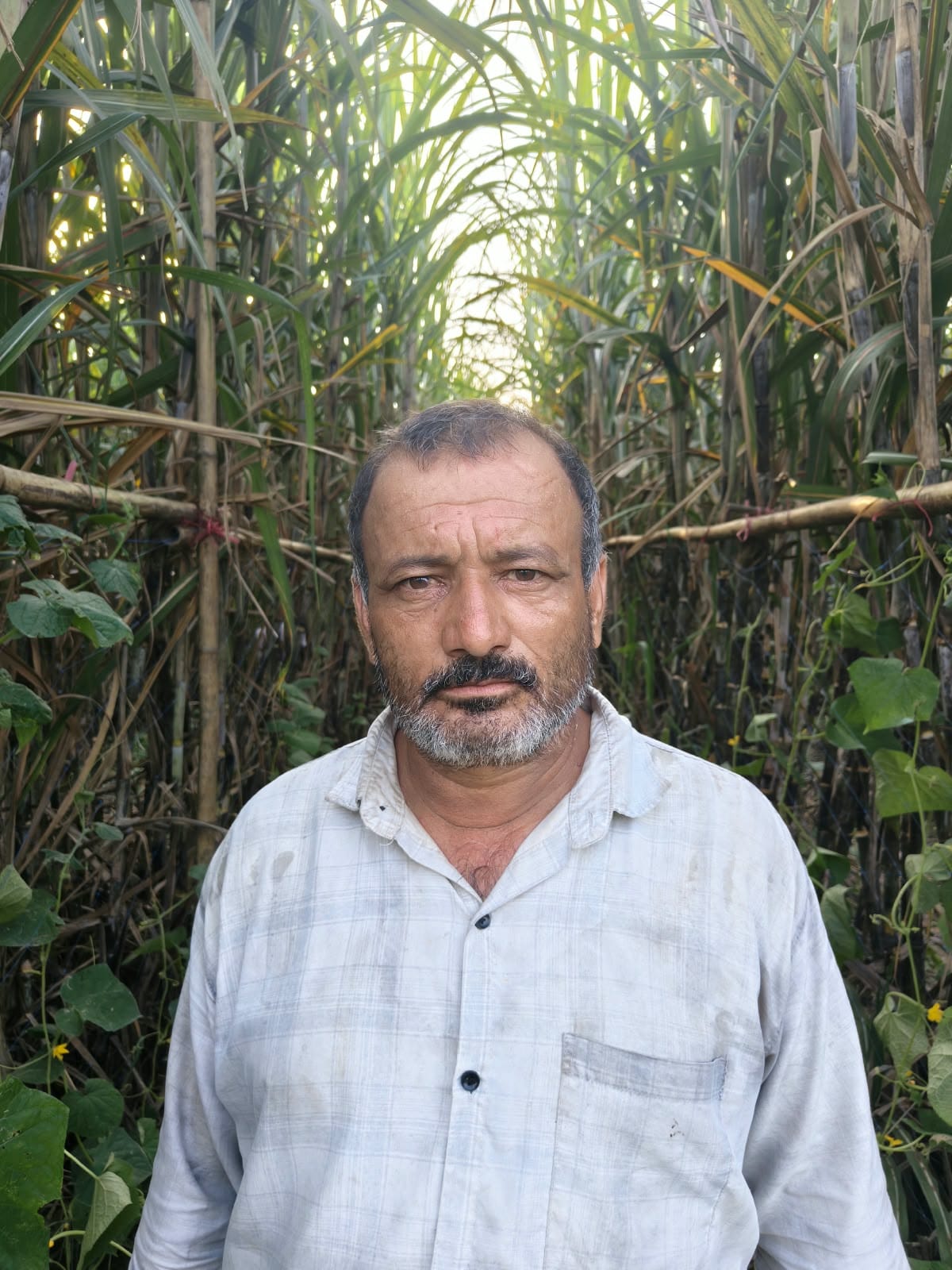 Bamboo serves as support in sugarcane cultivation.