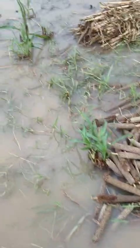 Harvested pearl millet crop damaged by rain; fields waterlogged.