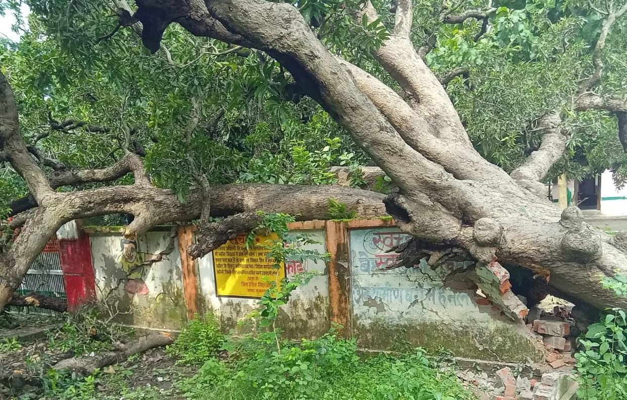 Mango tree fell on the school's boundary wall