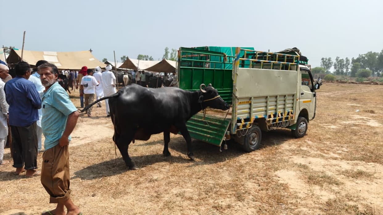 Ban imposed on buying and selling at cattle fair due to suspected Lumpy virus