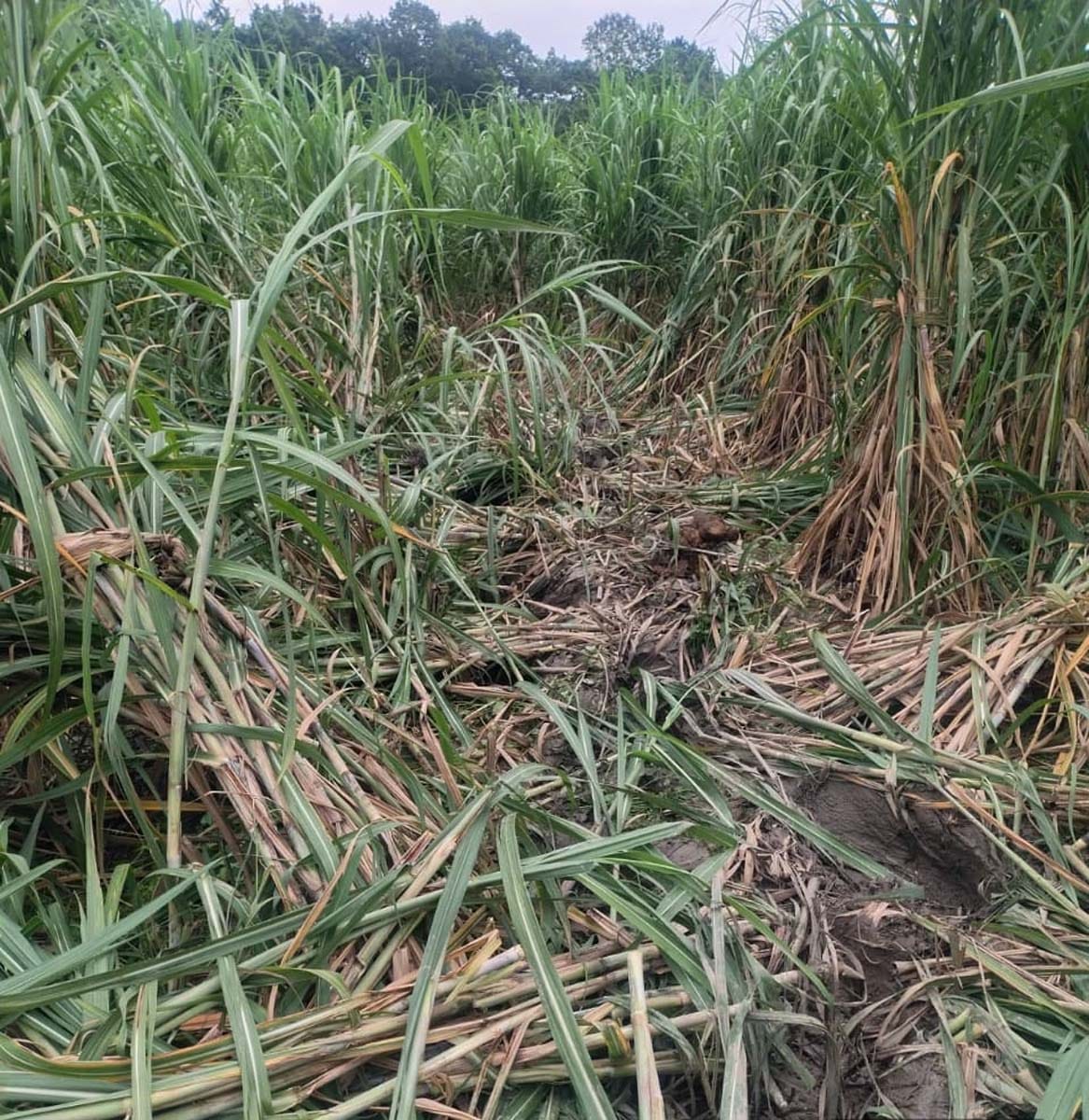 Elephants from Nepal reach Khutar Range; crops destroyed in Hanspur.